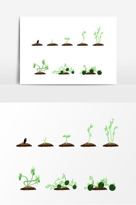 西瓜种子生长过程图片
