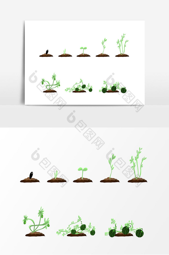 西瓜种子生长过程图片图片