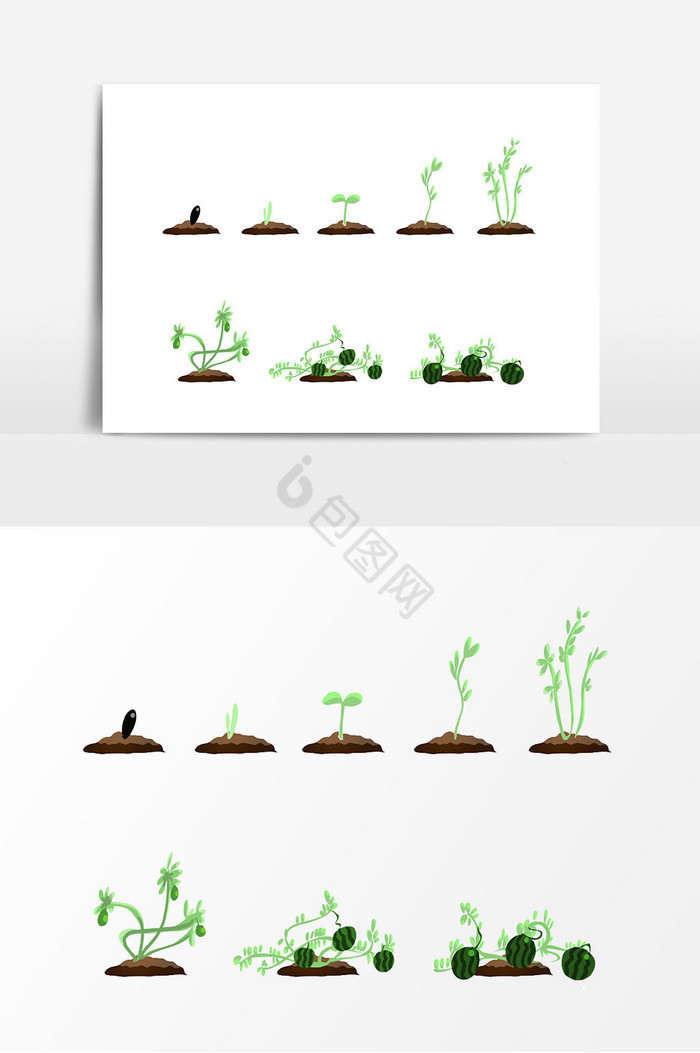 西瓜种子生长过程图片