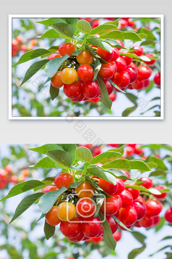 树枝间的樱桃水果图片