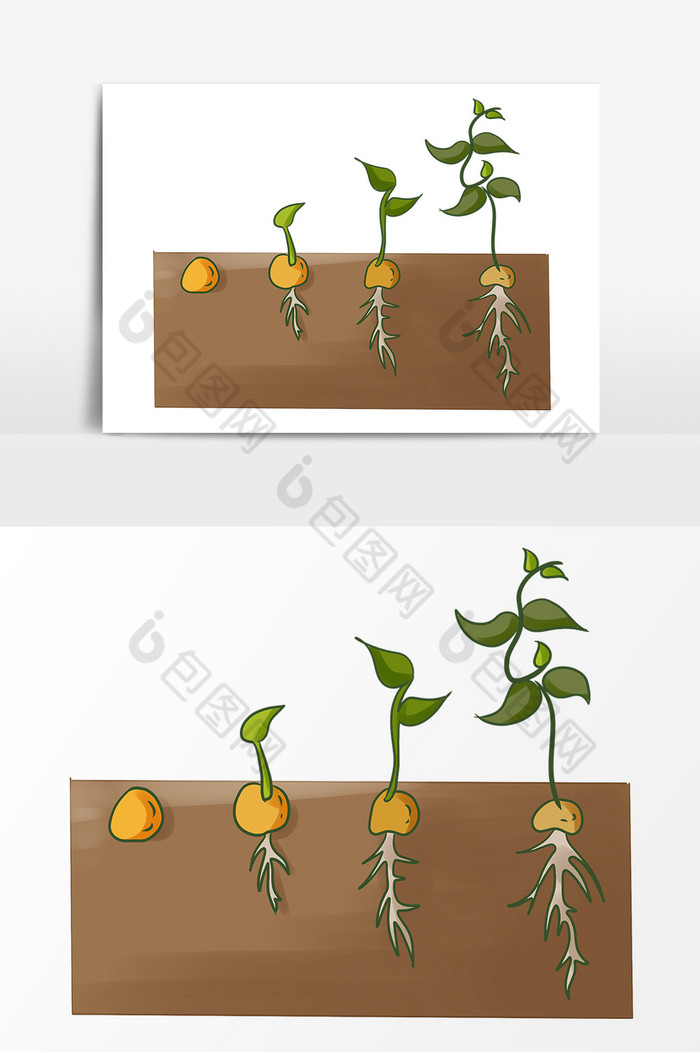 豆子种子萌发阶段图片图片