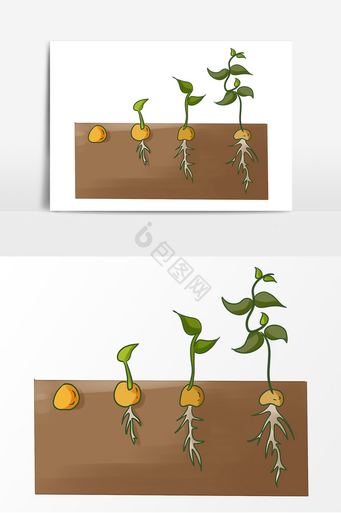 豆子种子萌发阶段图片