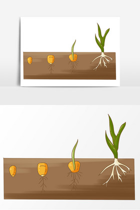 玉米的生长过程漫画图片