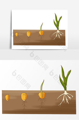 玉米种子萌发阶段元素图片