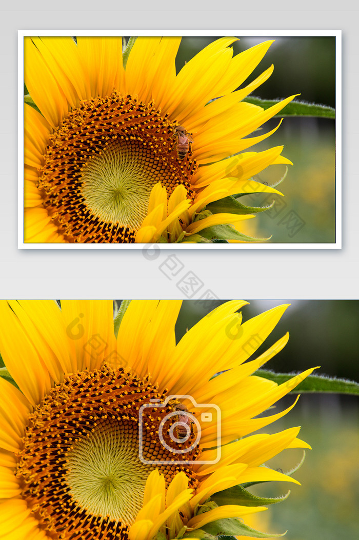 向日葵上的蜜蜂摄影图片图片
