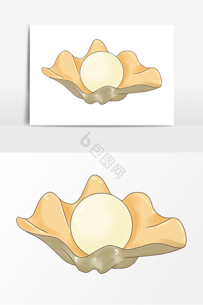 大珍珠贝壳图片