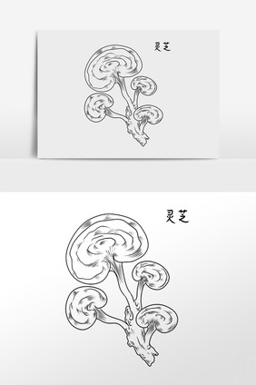 手绘中草药药材中药材灵芝插画