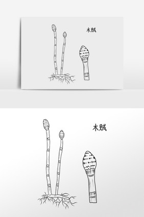 手绘中草药药材中药材木贼插画