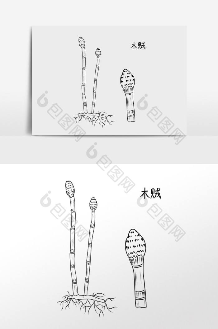 手绘中草药药材中药材木贼插画