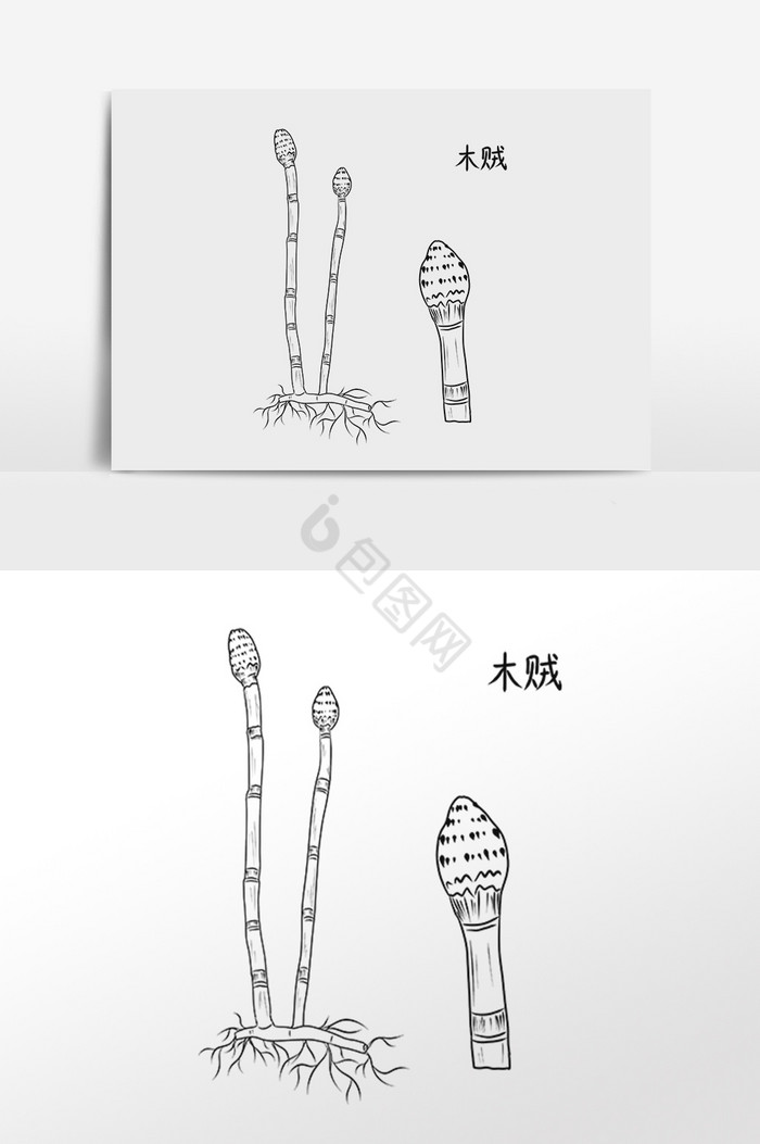 中草药药材中药材木贼插画图片