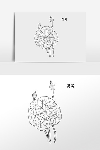 手绘中草药药材中药材芡实插画