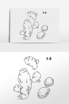 中草药药材中药材生姜插画