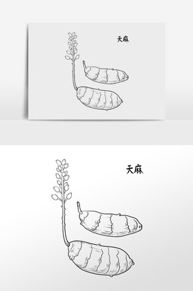 手绘中草药药材中药材天麻插画