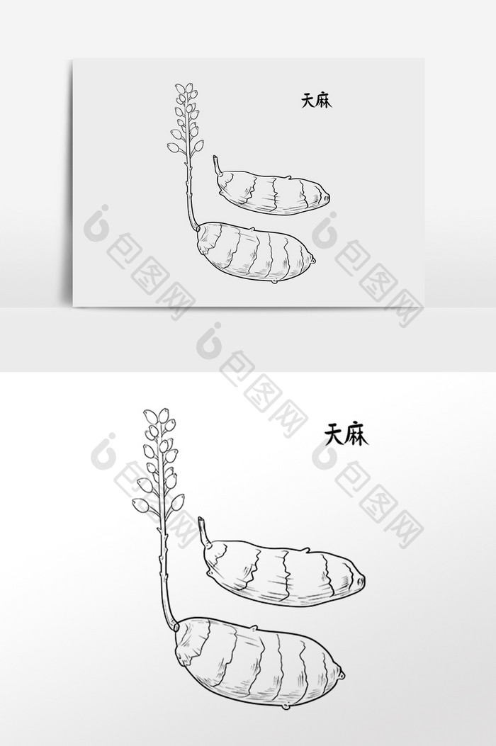 手绘中草药药材中药材天麻插画