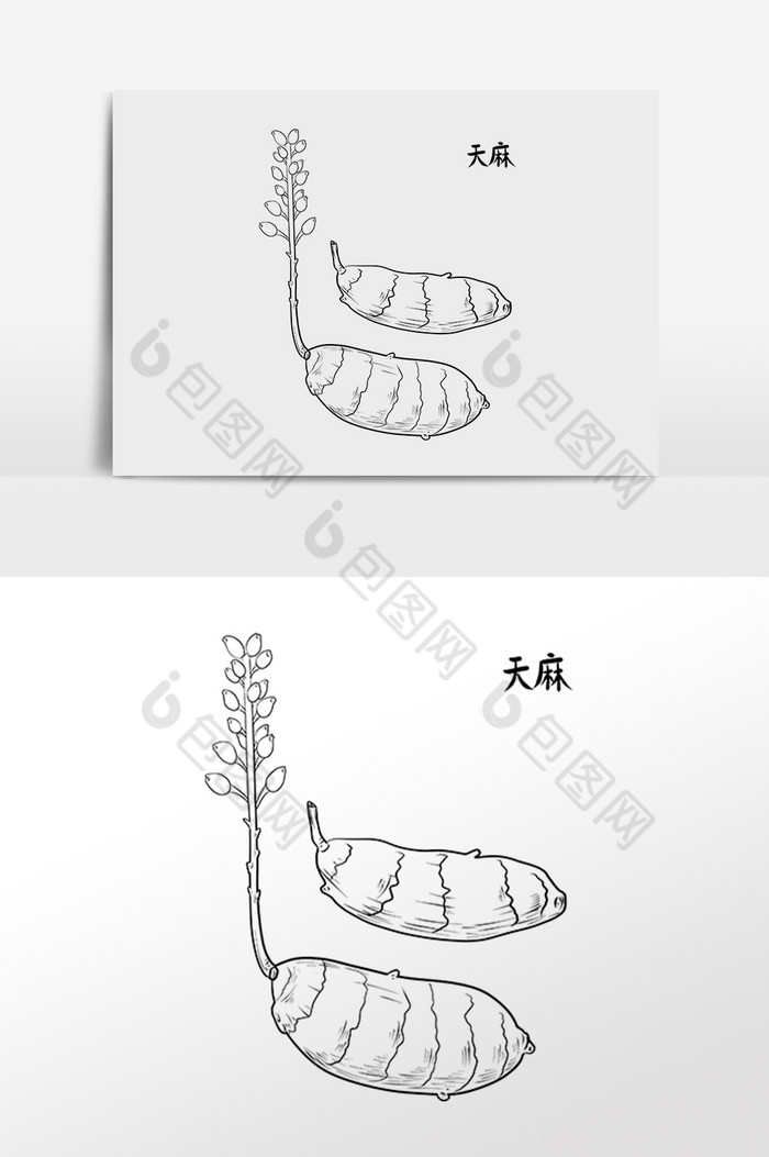 中草药药材中药材天麻插画图片图片