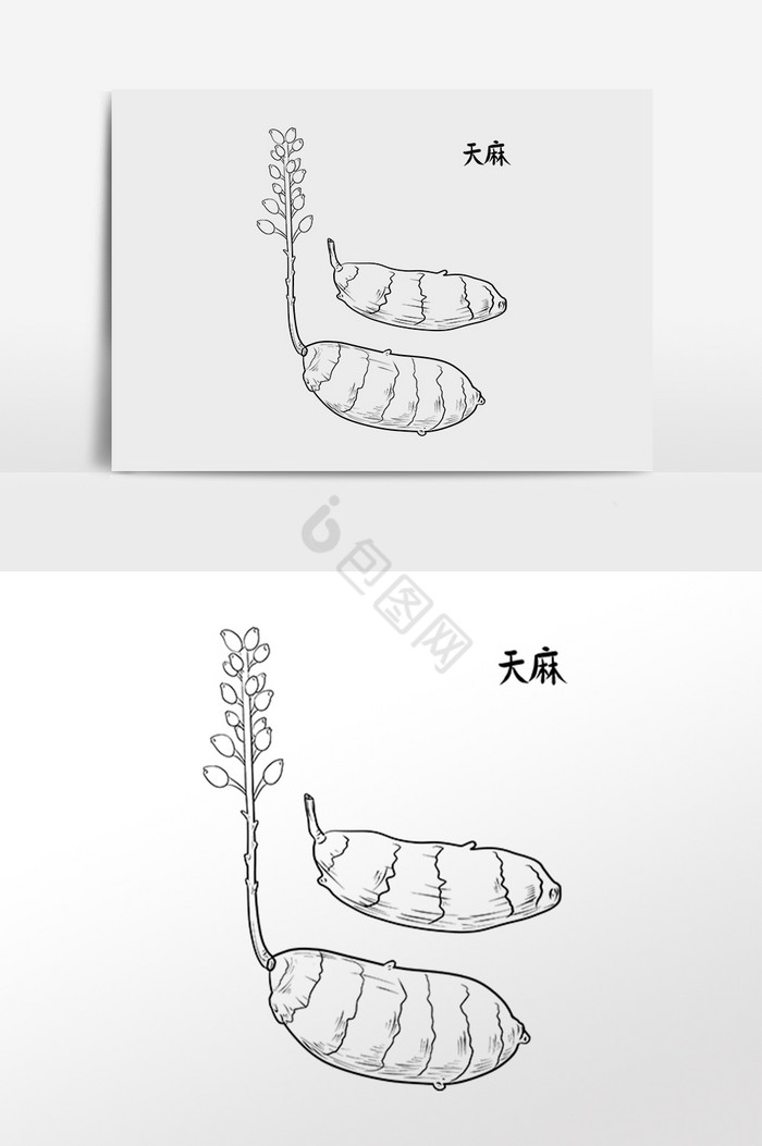 中草药药材中药材天麻插画图片