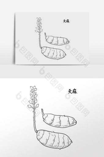 手绘中草药药材中药材天麻插画图片