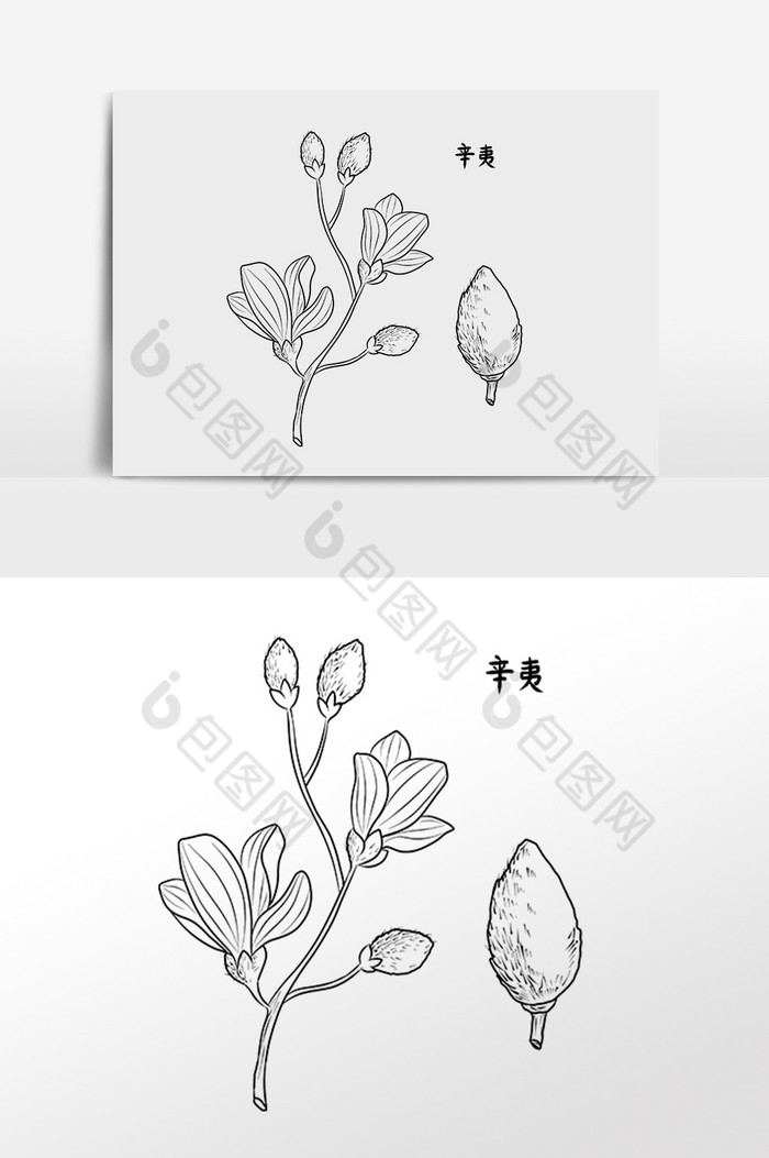 中草药药材中药材辛夷插画