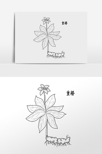手绘中草药药材中药材重楼插画图片下载