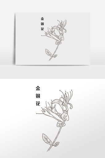 手绘线描中草药中药材金银花插画