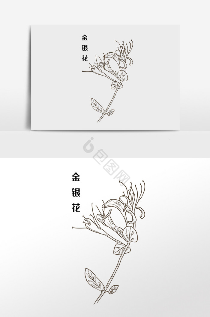金银花中草药