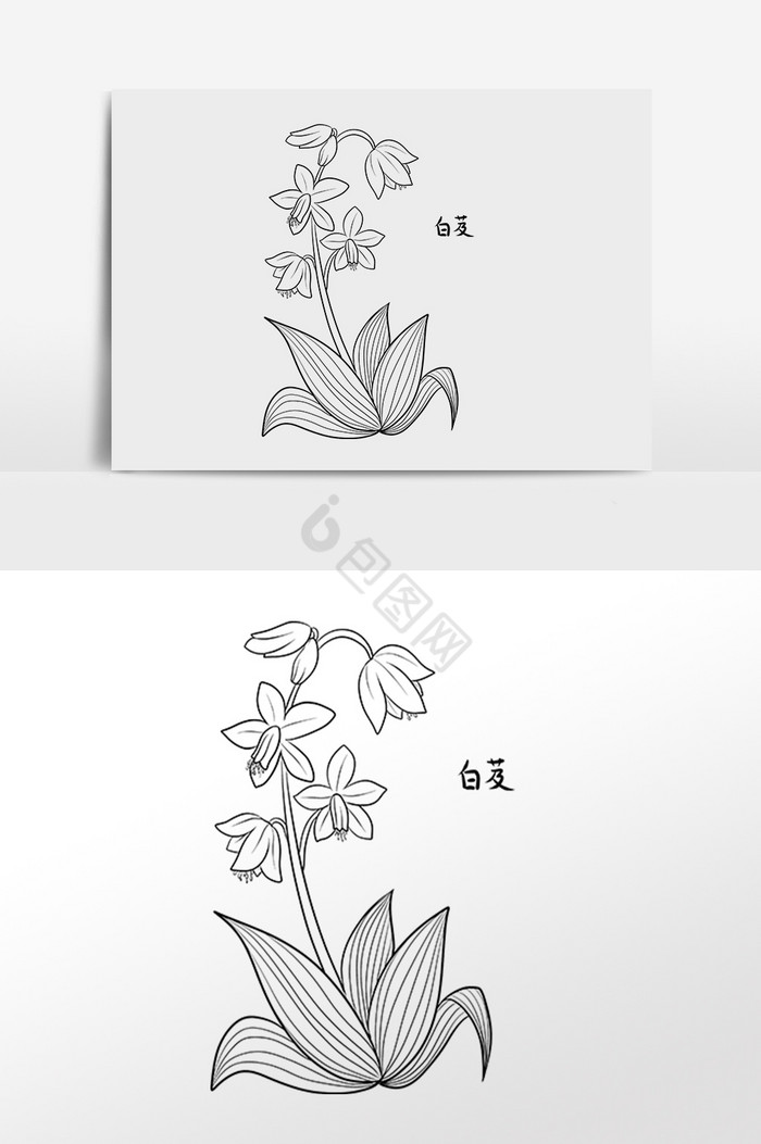线描中草药中药材白芨插画