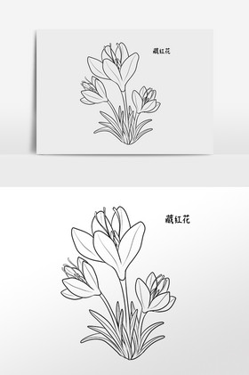 线描中草药中药材藏红花插画