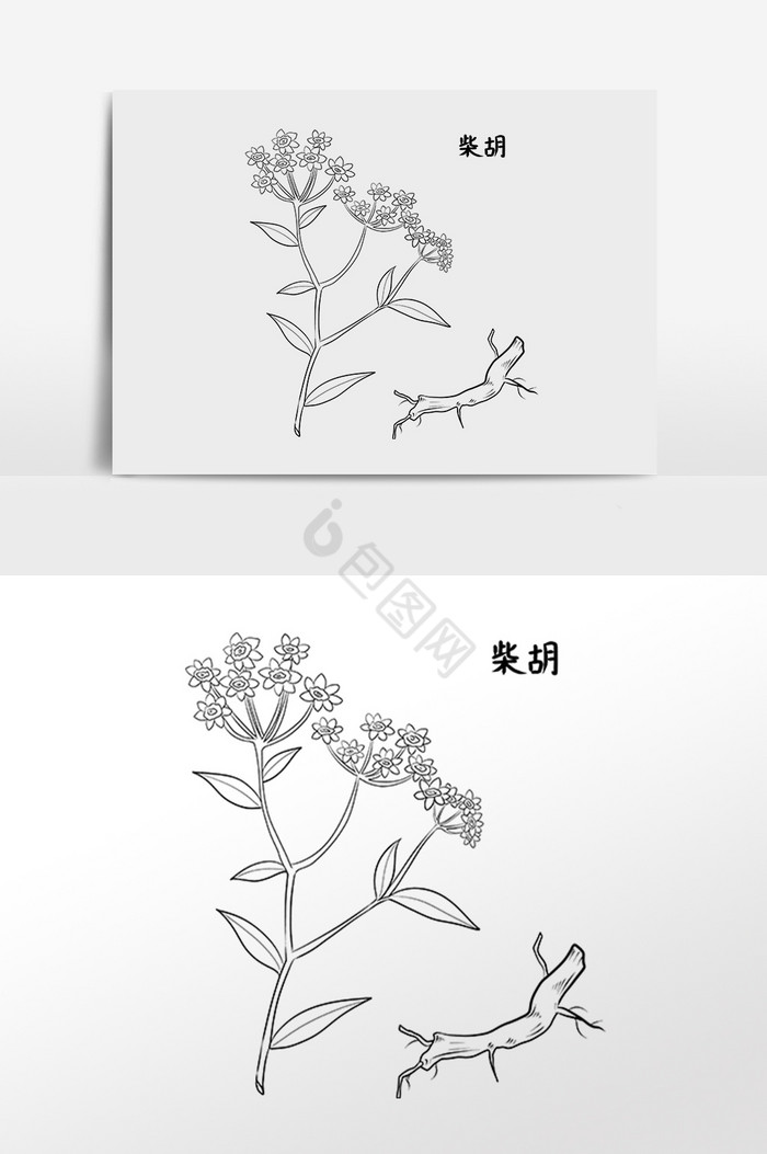 线描中草药中药材柴胡插画图片