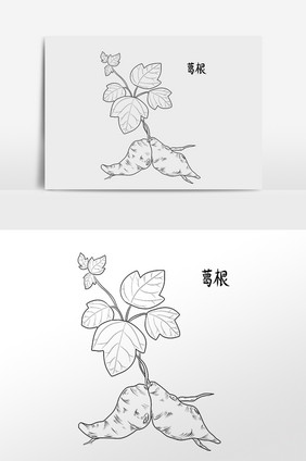 画胖大海凉茶中草药降火图保健彩色中草药中药植物插画高雅中草药美白