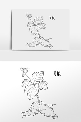 手绘线描中草药中药材葛根插画