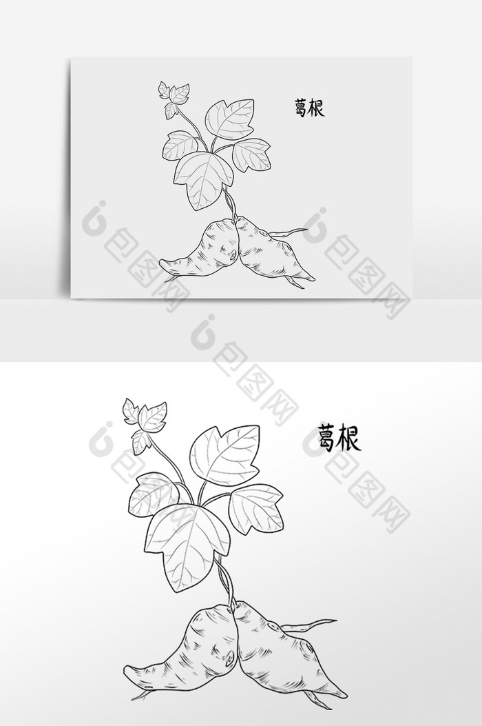 手绘中草药的画法图片