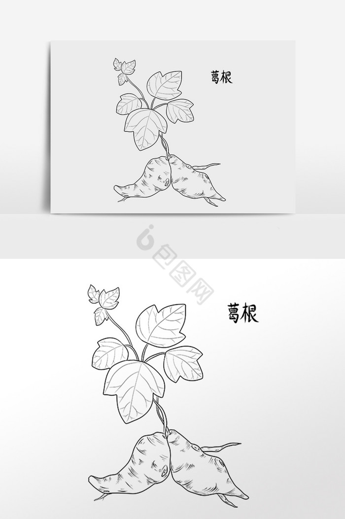 线描中草药中药材葛根插画图片