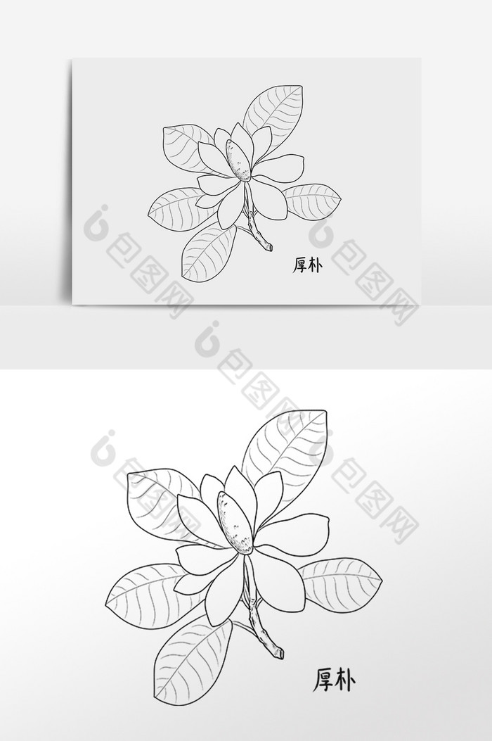 线描中草药中药材厚朴插画