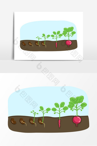 简约小清新手绘萝卜种子生长过程图图片