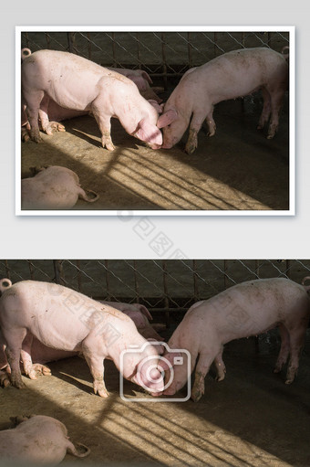 养殖场两头猪正在打架图片