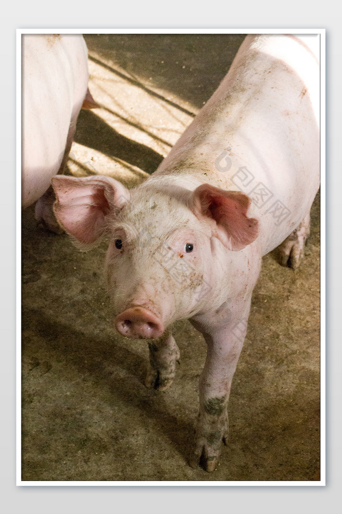 猪猪正面照片养殖场图片图片