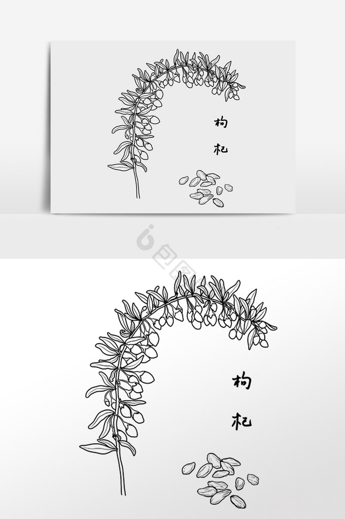 线描中草药中药材枸杞插画