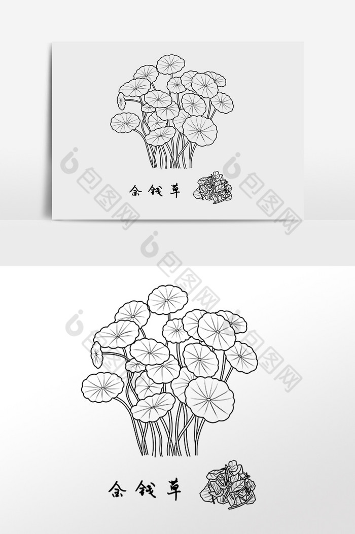 手绘线描中草药中药材金钱草插画