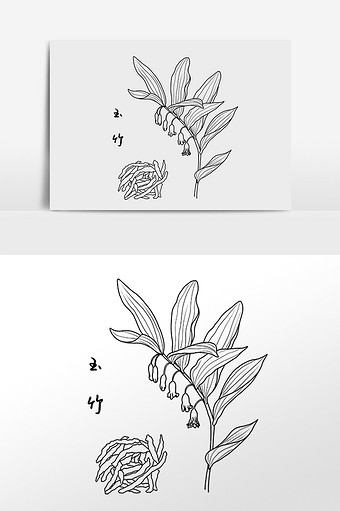 手绘线描中草药中药材玉竹插画图片下载