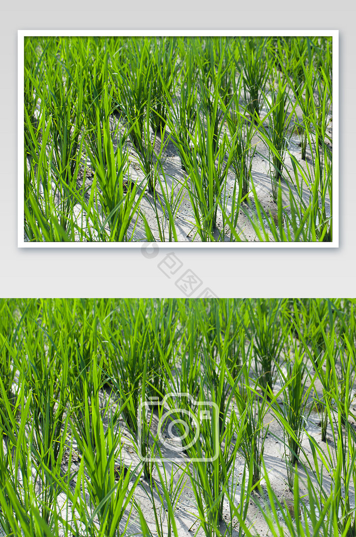 干涸的水田地稻苗水稻