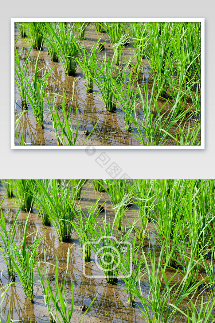 横版正在生长的水稻幼苗庄稼地图片
