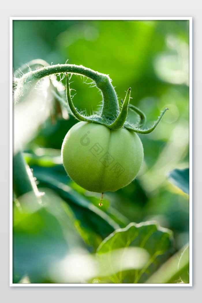 柿子果实竖版青涩柿子图片