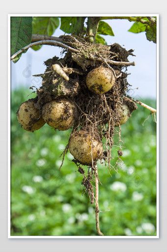 竖版拍摄小土豆连根拔起