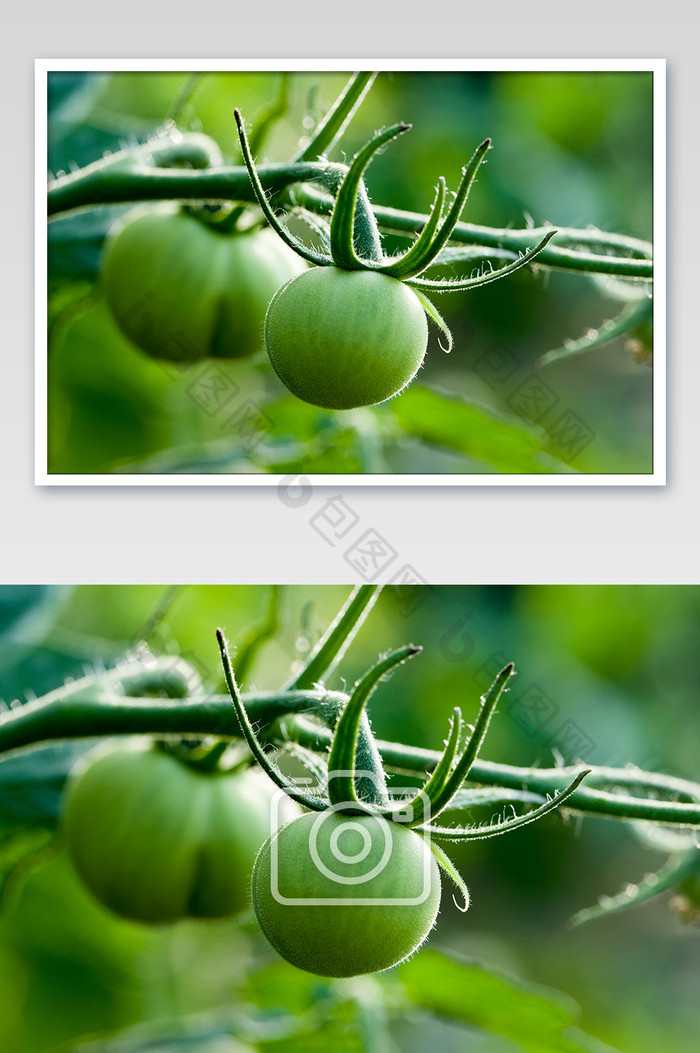 特写农村绿色柿子贼不偷品种图片图片