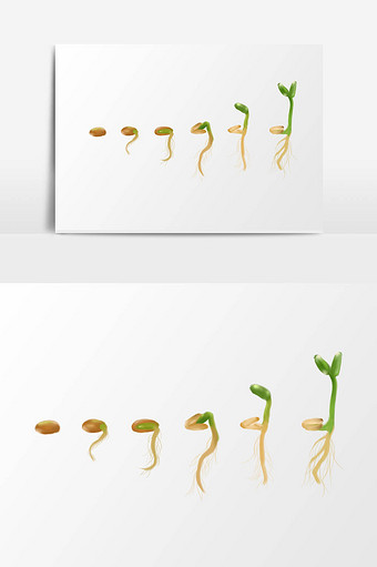 种子发芽的过程简单图片