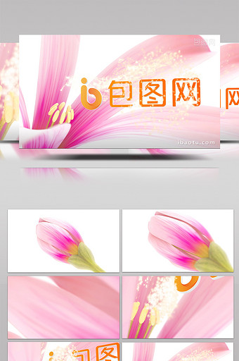 美丽百合花开花展示LOGO图片