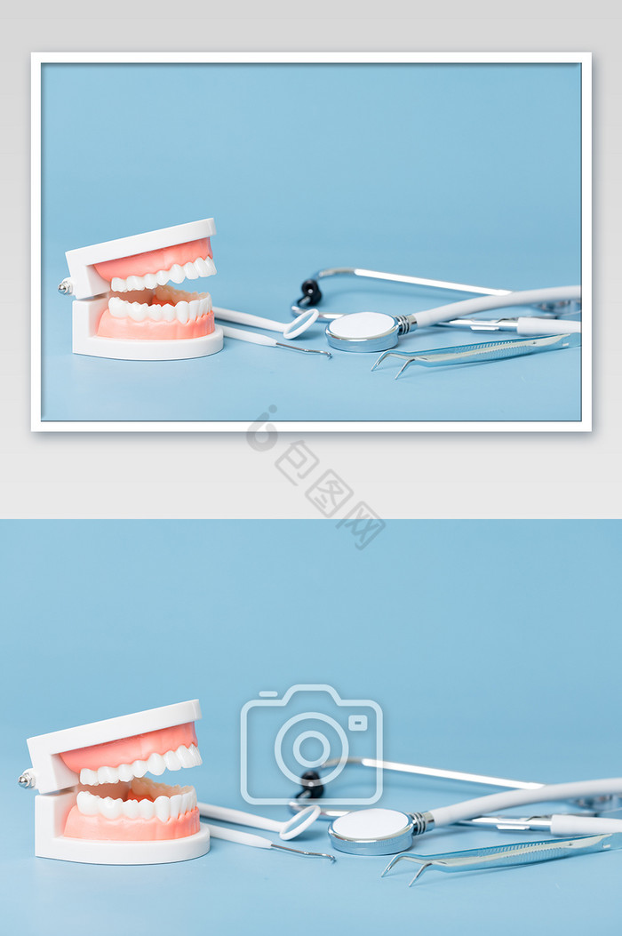 牙科牙齿模型静物图片