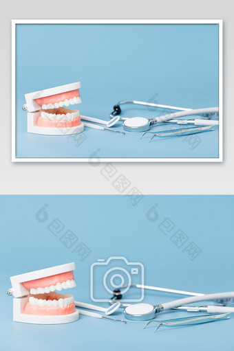 牙科牙齿模型静物图片