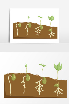 菜豆种子萌发阶段装饰元素