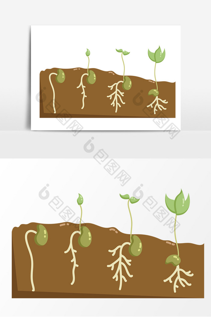 菜豆种子萌发阶段装饰元素
